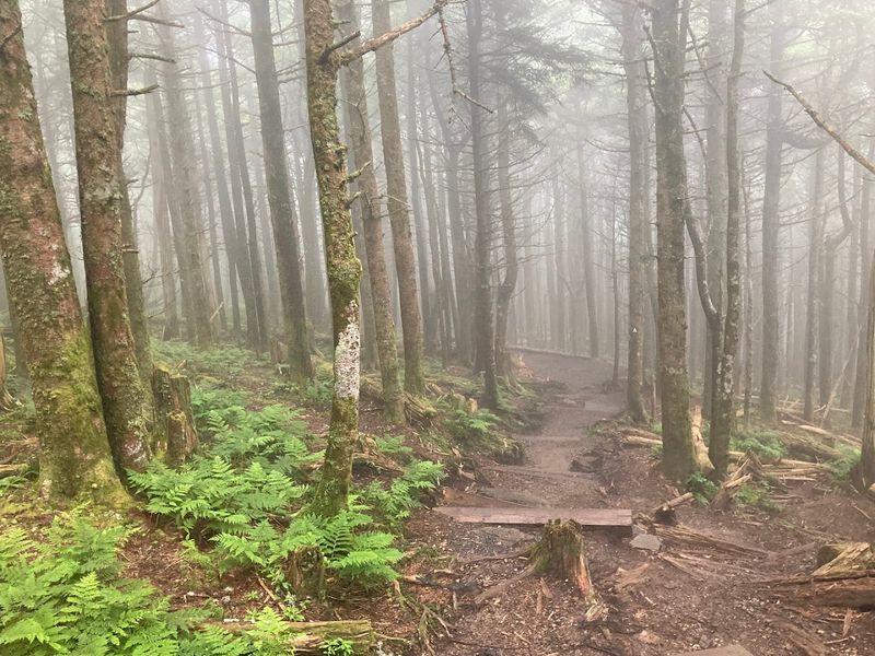Mount Mitchell Trail (Black Mountain)