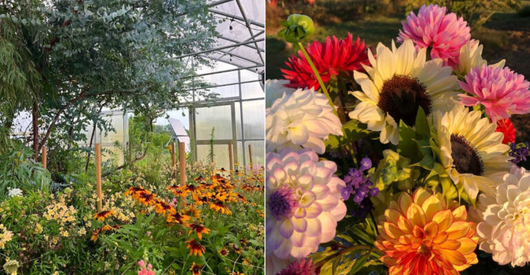 Pennsylvania’s Peaceful Flower Farm That’s One Of Its Most Stunning Surprises