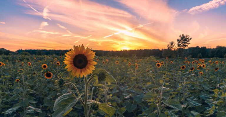 Pick Your Own Blooms At These 15 Gorgeous Flower Farms Across Michigan