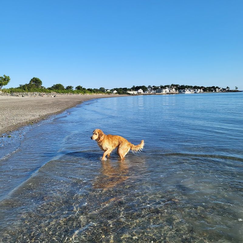Nahant Beach (Nahant)