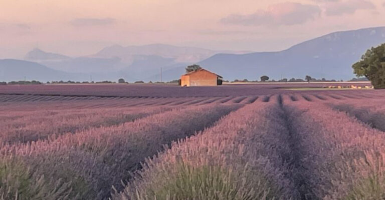 Texas’ Beloved Blanco Lavender Festival Returns June 5–7, 2026