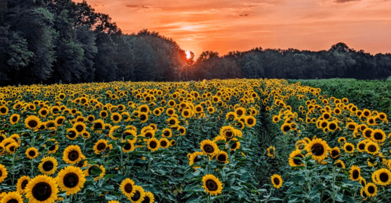 The 12 Most Cheerful Sunflower Farms to Explore Across New Jersey