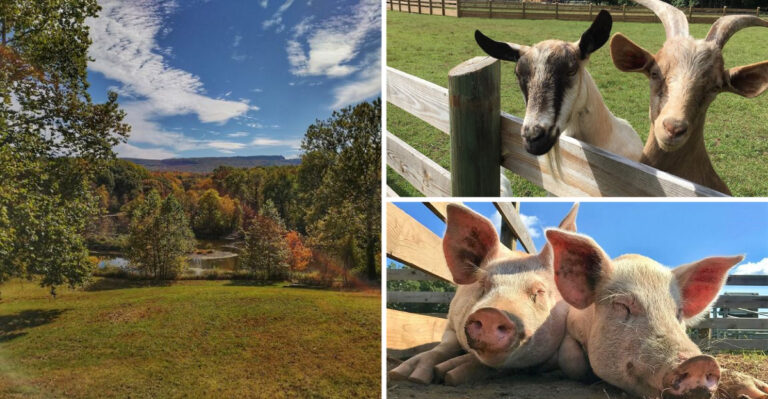 The Heartwarming New York Sanctuary Where Rescued Animals Can Finally Feel Safe