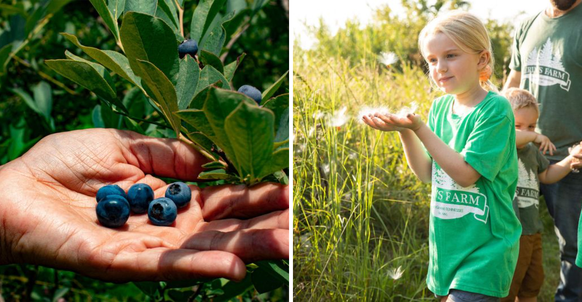 The Incredible Tennessee Farm Where You Can Fill Buckets With Fresh Berries