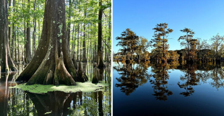 The Scenic State Park in Louisiana That’s Almost Too Beautiful to Be Real