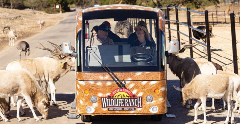 The Texas Drive-Through Safari Park Animal Lovers Can’t Stop Visiting