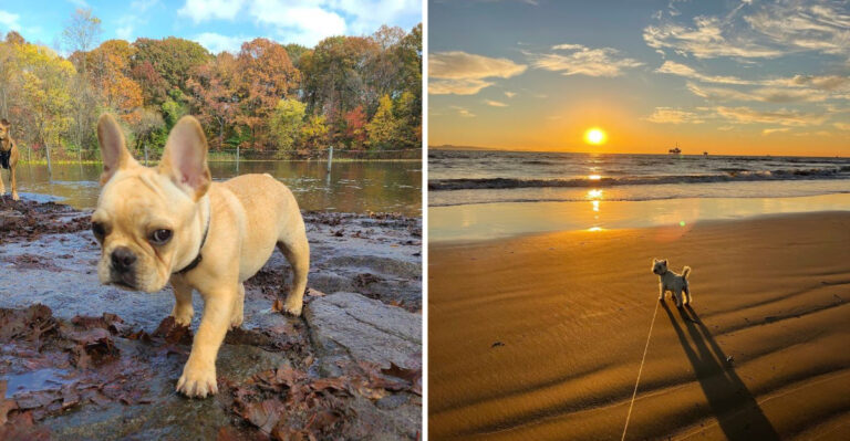 These 14 Dog-Friendly Beaches In New York Are Pure Paradise for Your Pup