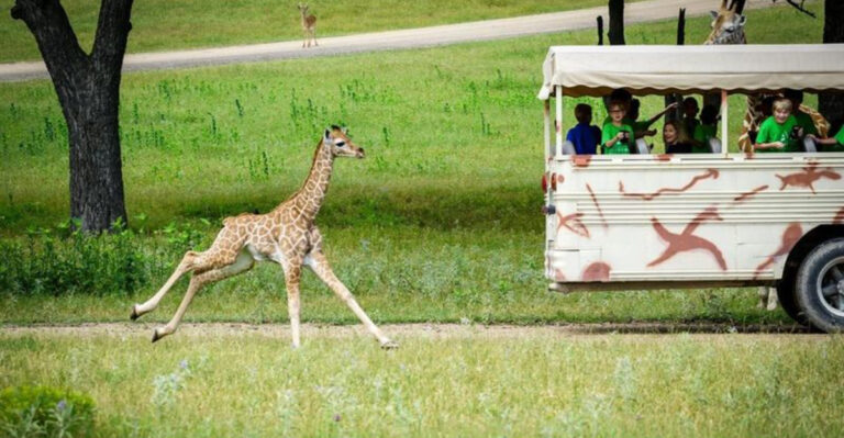 These 7 Texas Animal Rescues Let You Meet Incredible Animals While Supporting A Good Cause