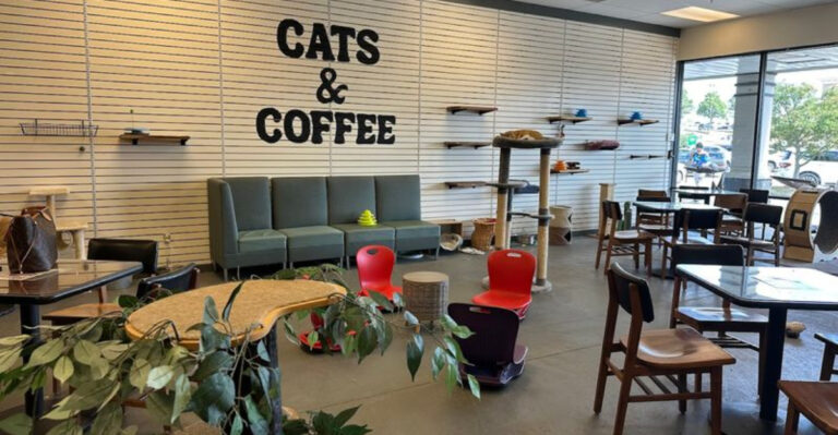 This Arkansas Cat Cafe Is Home to Giant Maine Coons and Adoptable Cats Everyone Loves