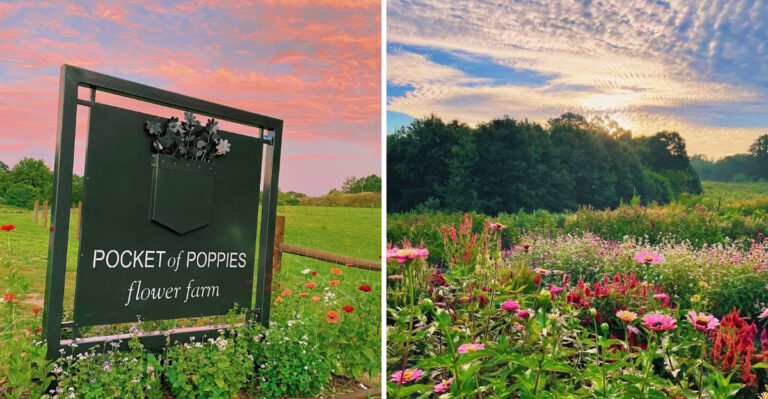 This Breathtaking Flower Farm in North Carolina Looks Straight Out of a Monet Painting