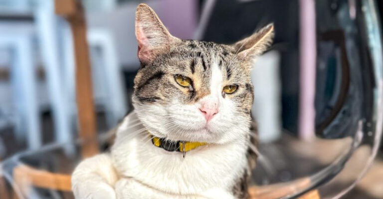 This Hidden Michigan Cat Cafe Lets You Sip Coffee And Play With Adoptable Kittens
