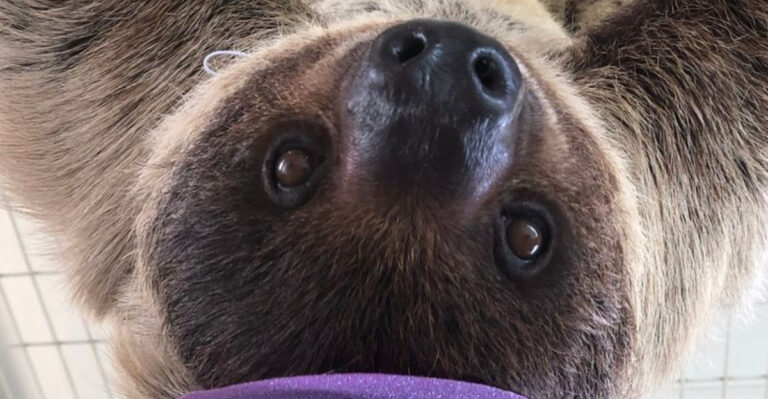 This Hidden Texas Ranch Lets You Get Surprisingly Close to Exotic Animals
