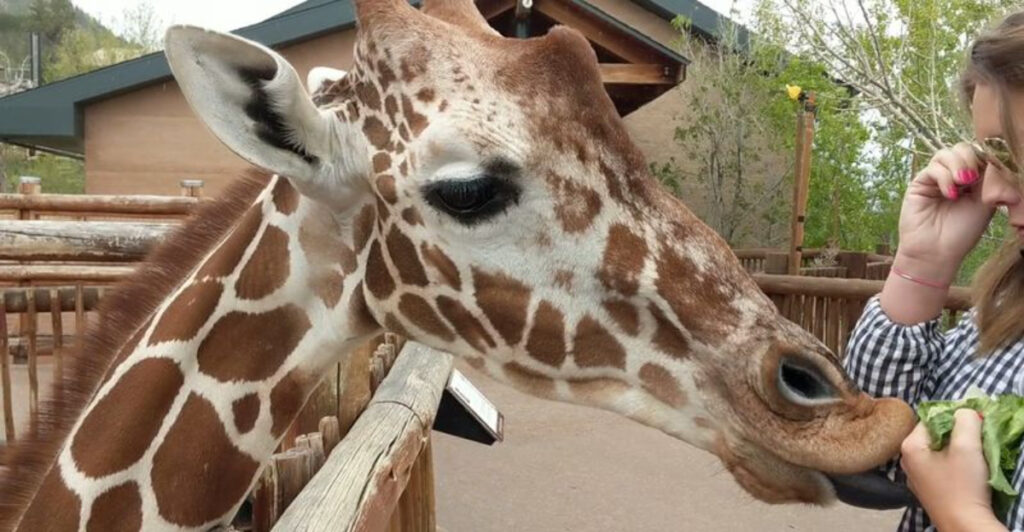 This Is Colorado’s 80-Acre Animal Park Where You Can Feed Giraffes by Hand and See Zebras Up Close