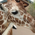 This Is Colorado’s 80-Acre Animal Park Where You Can Feed Giraffes by Hand and See Zebras Up Close