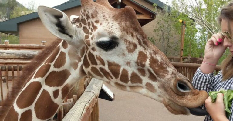 This Is Colorado’s 80-Acre Animal Park Where You Can Feed Giraffes by Hand and See Zebras Up Close