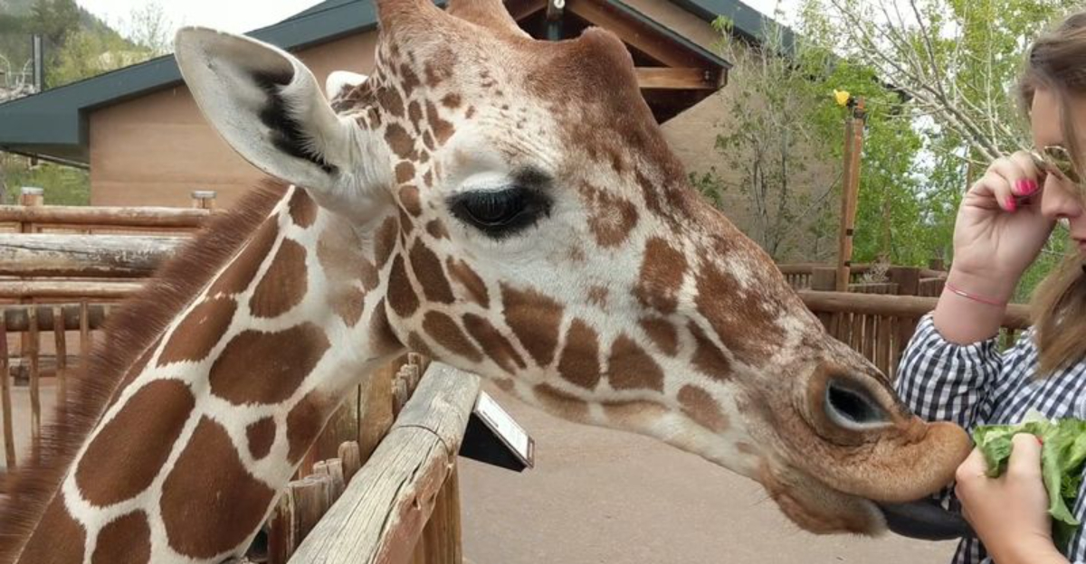 This Is Colorado’s 80-Acre Animal Park Where You Can Feed Giraffes by Hand and See Zebras Up Close