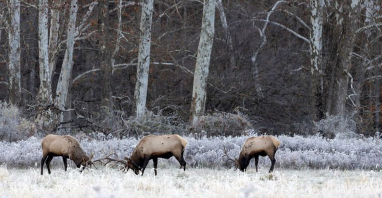This Little-Known Pennsylvania Park Might Offer the Best Wild Elk Sightings in the State