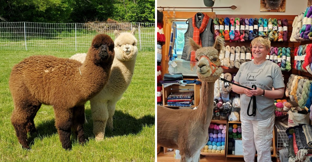 This Maine Farm Lets You Wander Among Friendly Alpacas
