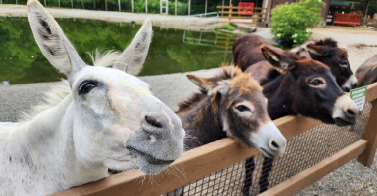 This Pennsylvania Animal Park Lets You Hand-Feed Animals in a Peaceful Setting