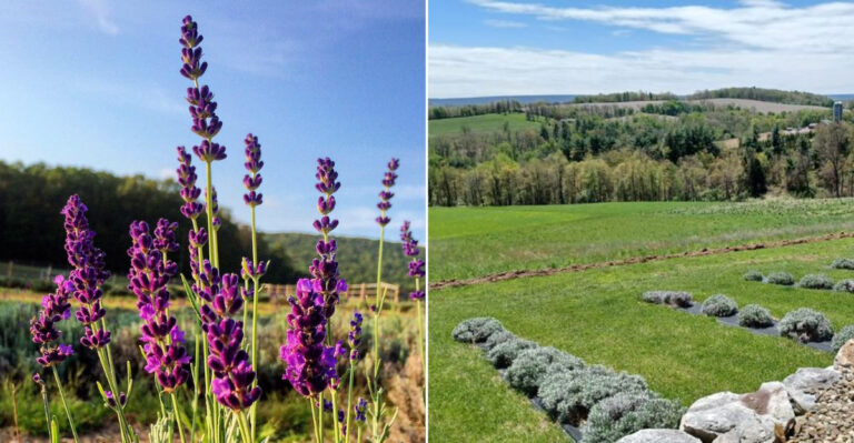 This Pennsylvania Lavender Farm Features Fragrant Fields and Sweeping Countryside Views