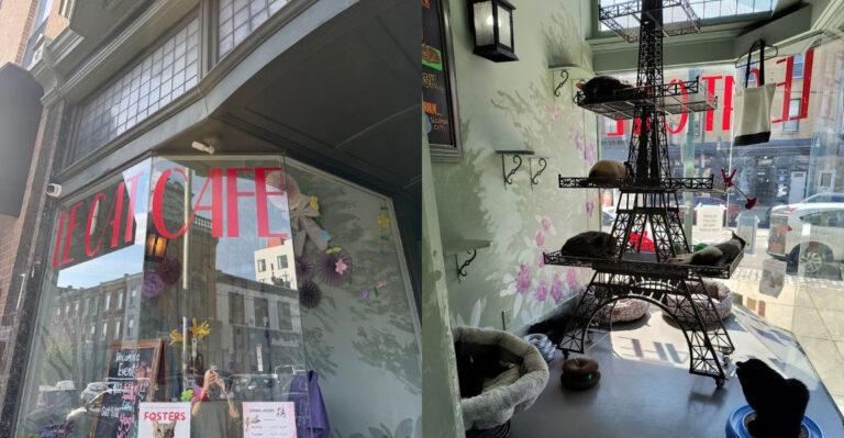 This Philadelphia, Pennsylvania Cat Cafe Is A Hidden Treasure For Animal Lovers