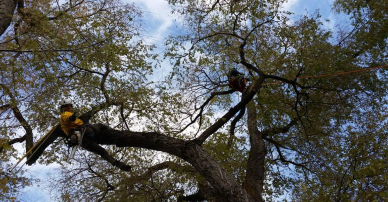 This Quiet Arboretum In Pennsylvania Has A Treetop Canopy Walk You Have To See