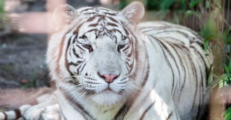 This Rural Pennsylvania Sanctuary Has Become An Unlikely Haven For The World’s Big Cats