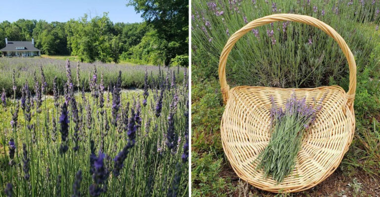 This U-Pick Lavender Farm in South Carolina Looks Like a Purple Dream