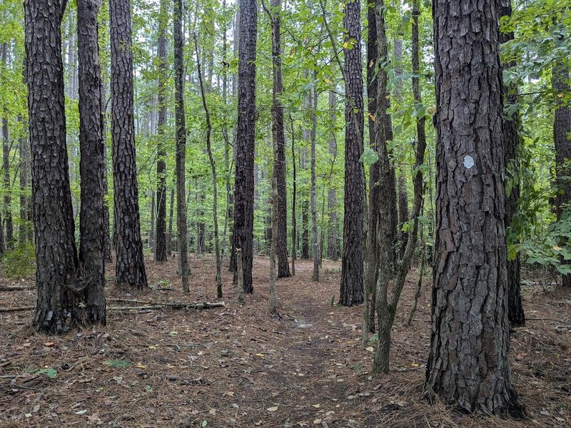 Mountains-to-Sea Trail (Across North Carolina)