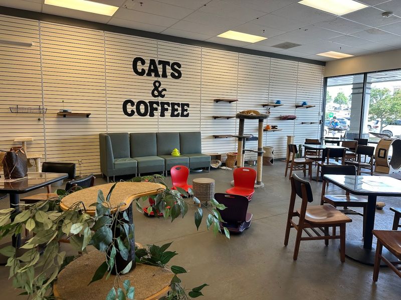 Where Coffee Meets Cats Right Away Where Coffee Meets Cats Right Away