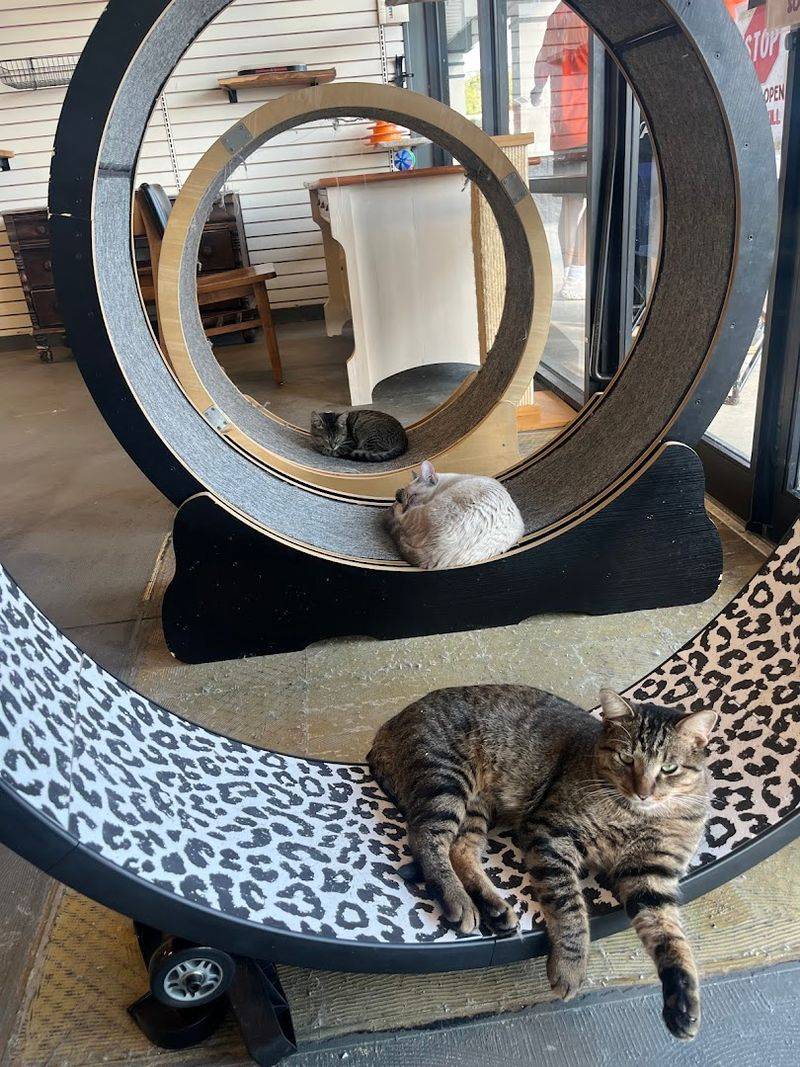 Why This Arkansas Cat Café Became a Local Favorite Why This Arkansas Cat Café Became a Local Favorite