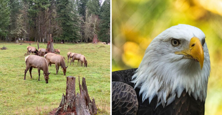 Washington Has a 435-Acre Wildlife Park Where You Can Drive Past Bison, Elk, and Mountain Goats This Summer