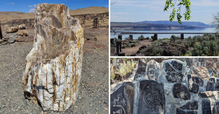 Washington Is Home to One of the World’s Most Remarkable Petrified Forests