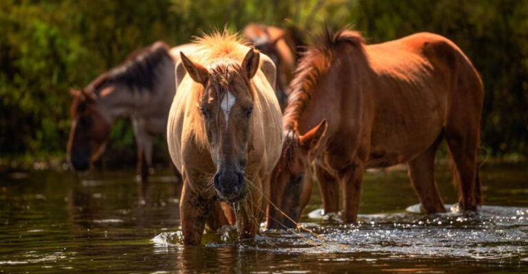 Watching Wild Horses Wander Along This Arizona Riverbank Is a Truly Magical Experience