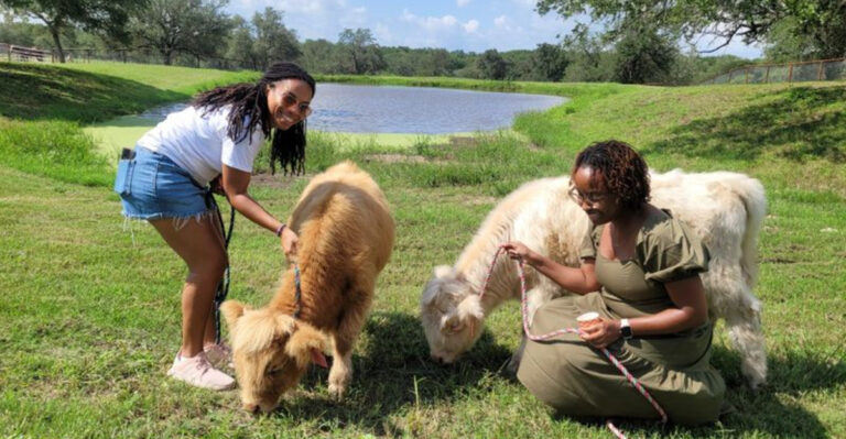 You Can Actually Cuddle a Giant Fluffy Cow in Texas