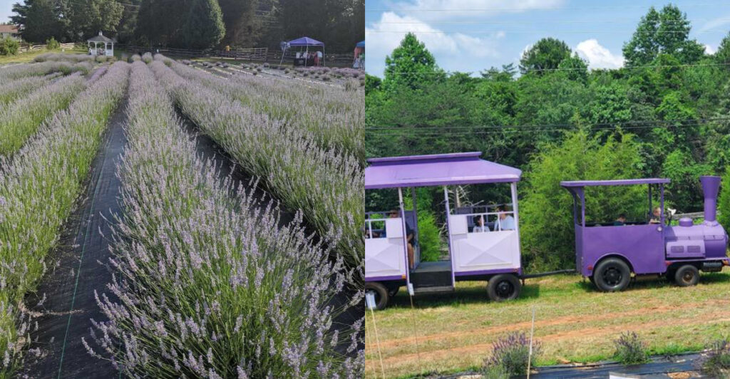 You Can Pick Lavender, Sip Slushies, and Meet Baby Pigs at This Charming North Carolina Farm