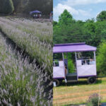 You Can Pick Lavender, Sip Slushies, and Meet Baby Pigs at This Charming North Carolina Farm