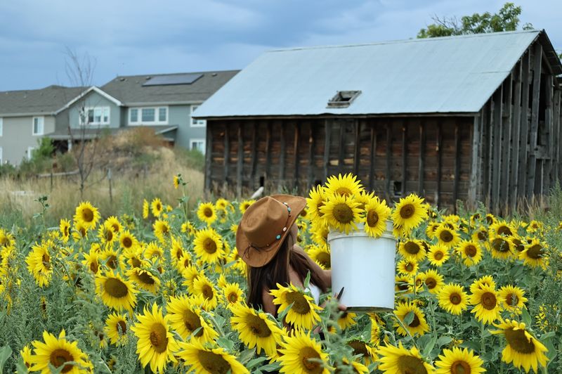 A Sea of Sunflowers Off Ute Highway