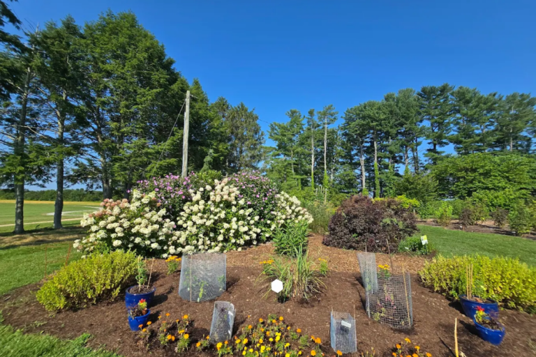 10 Botanical Gardens in Tennessee That Feel Like Secret Southern Paradise Walks