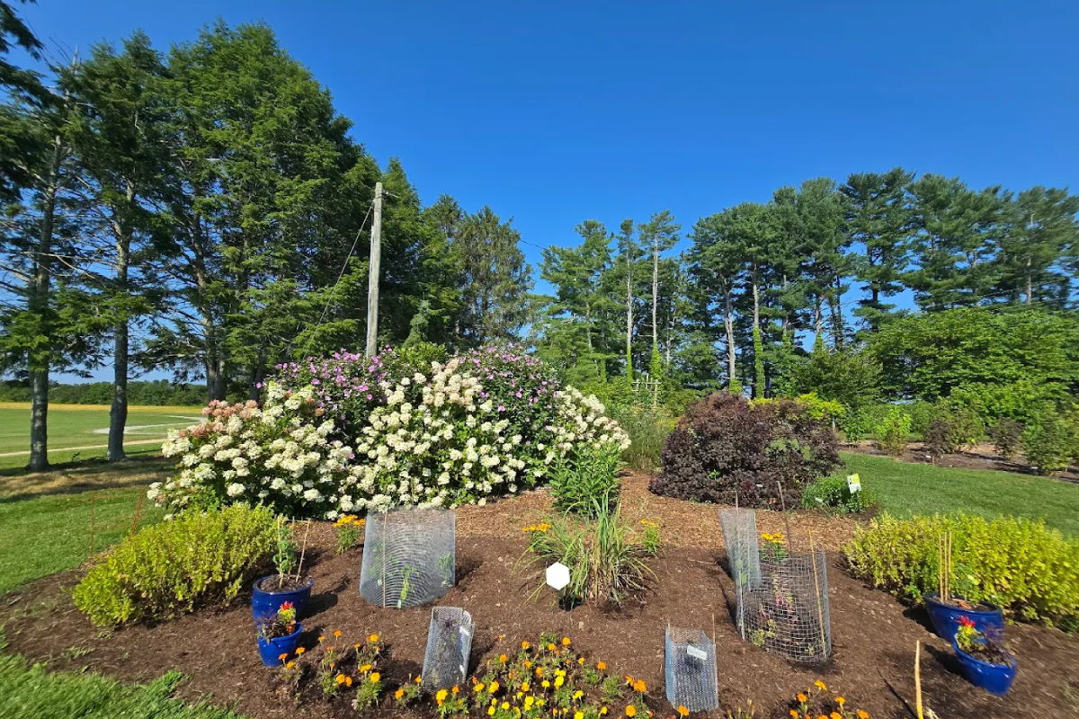 10 Botanical Gardens in Tennessee That Feel Like Secret Southern Paradise Walks