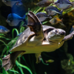 10 Tennessee Aquatic Adventures That Prove You Don’t Need the Coast