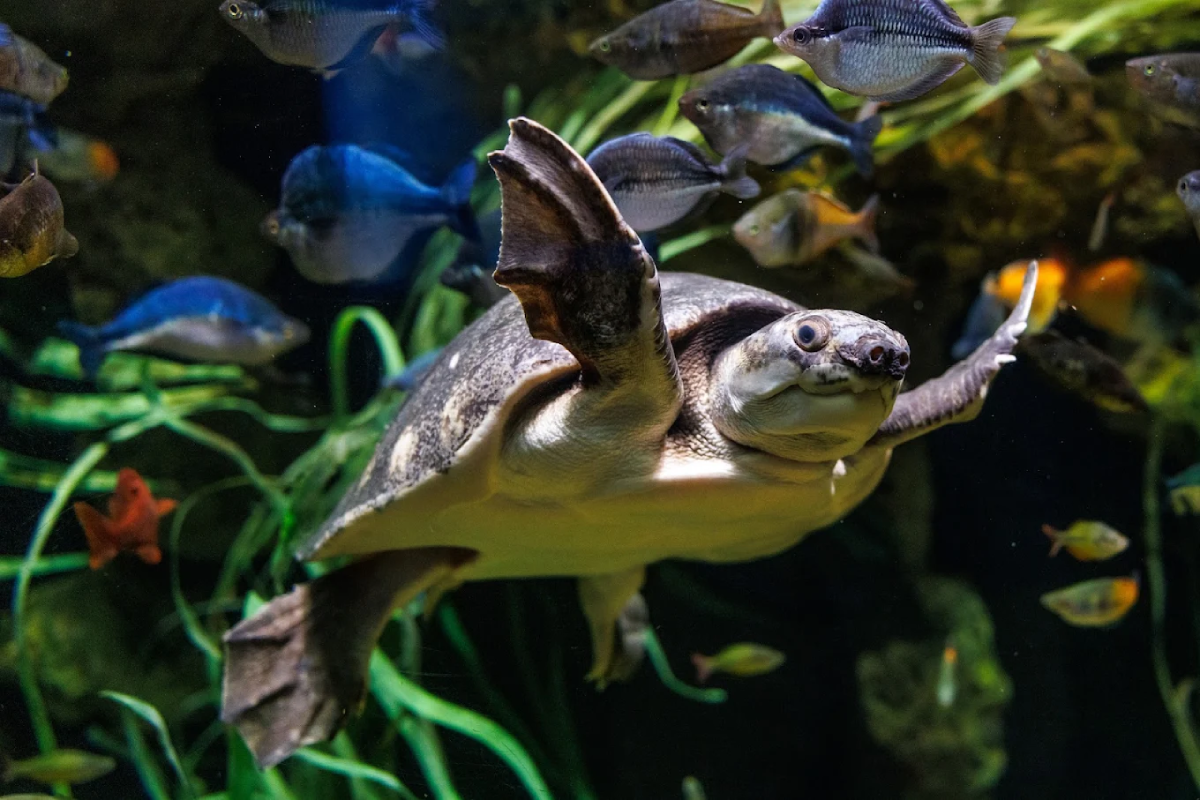 10 Tennessee Aquatic Adventures That Prove You Don't Need the Coast
