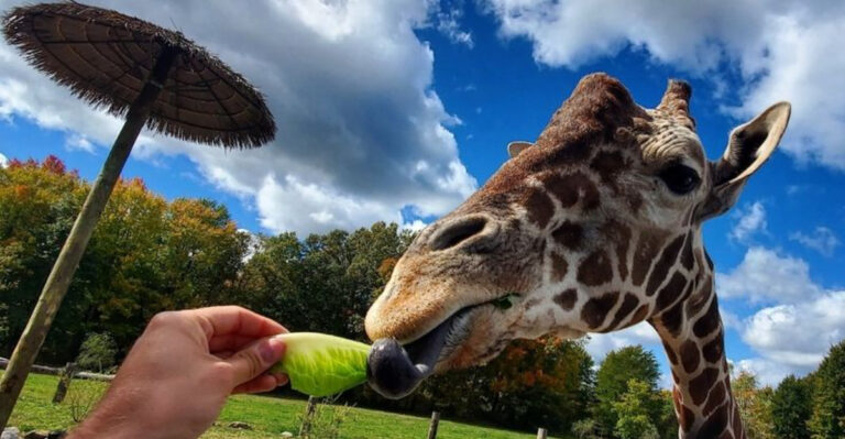 10 Must-Visit Pennsylvania Safari Parks for an Unforgettable Family Day