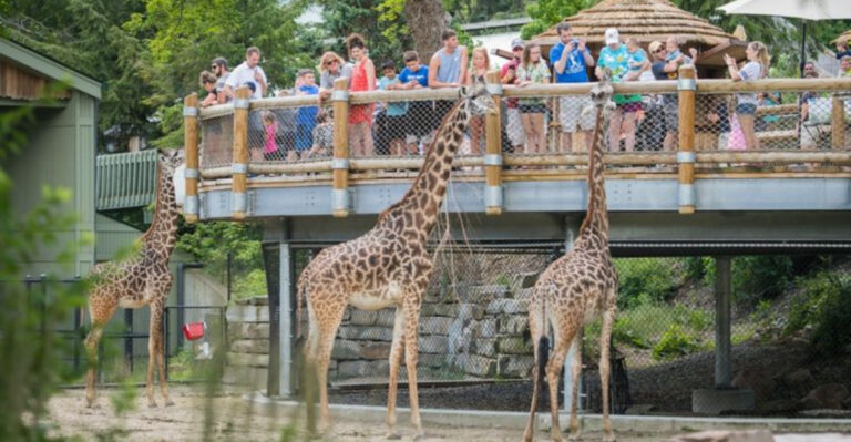 10 Ohio Zoo And Safari Adventures That Make July Feel Wild And Exciting