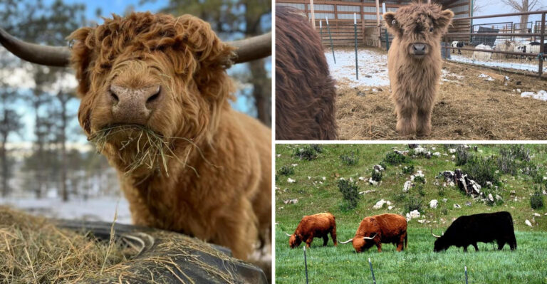 10 Places in Colorado Where You Can Meet Adorable Scottish Highland Cows