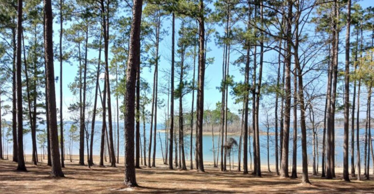 10 Scenic Texas Forest Escapes That Feel Like a Different World