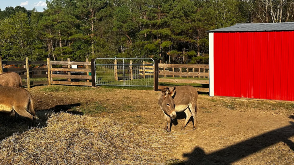 11 Tennessee Animal Farms Where You Can Meet the Cutest Farm Animals Up Close