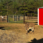 11 Tennessee Animal Farms Where You Can Meet the Cutest Farm Animals Up Close