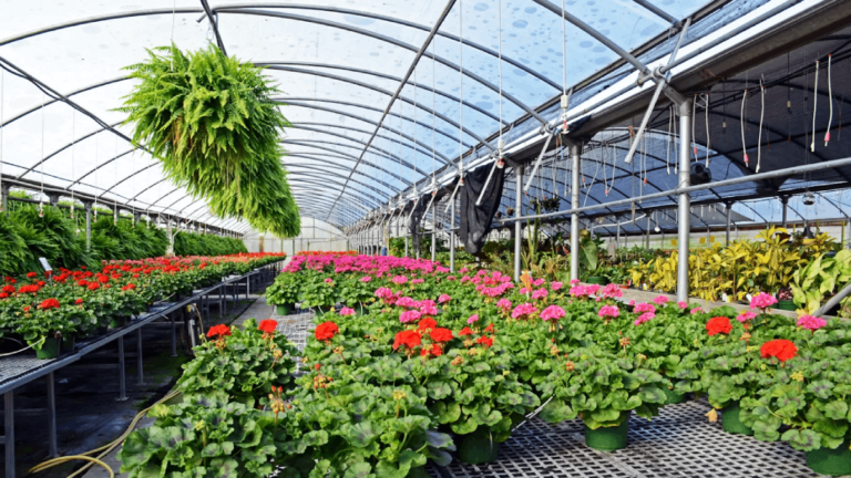11 Tennessee Garden Markets Locals Love for Plants, Flowers, and Yard Inspiration