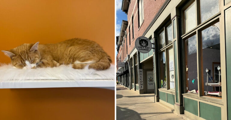 12 Indiana Cat Cafés Where Coffee Comes With Purrs and Cuddles